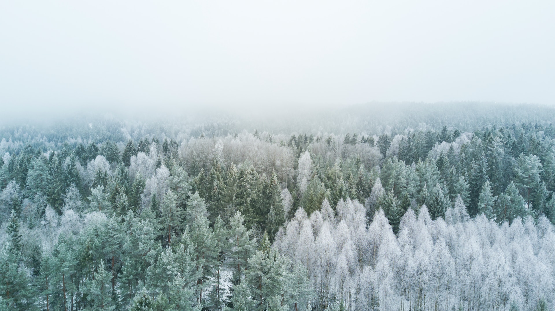 Doudoune Légère Fille : Les Meilleures Options Pour Une Petite Princesse Hivernale - ForestLand